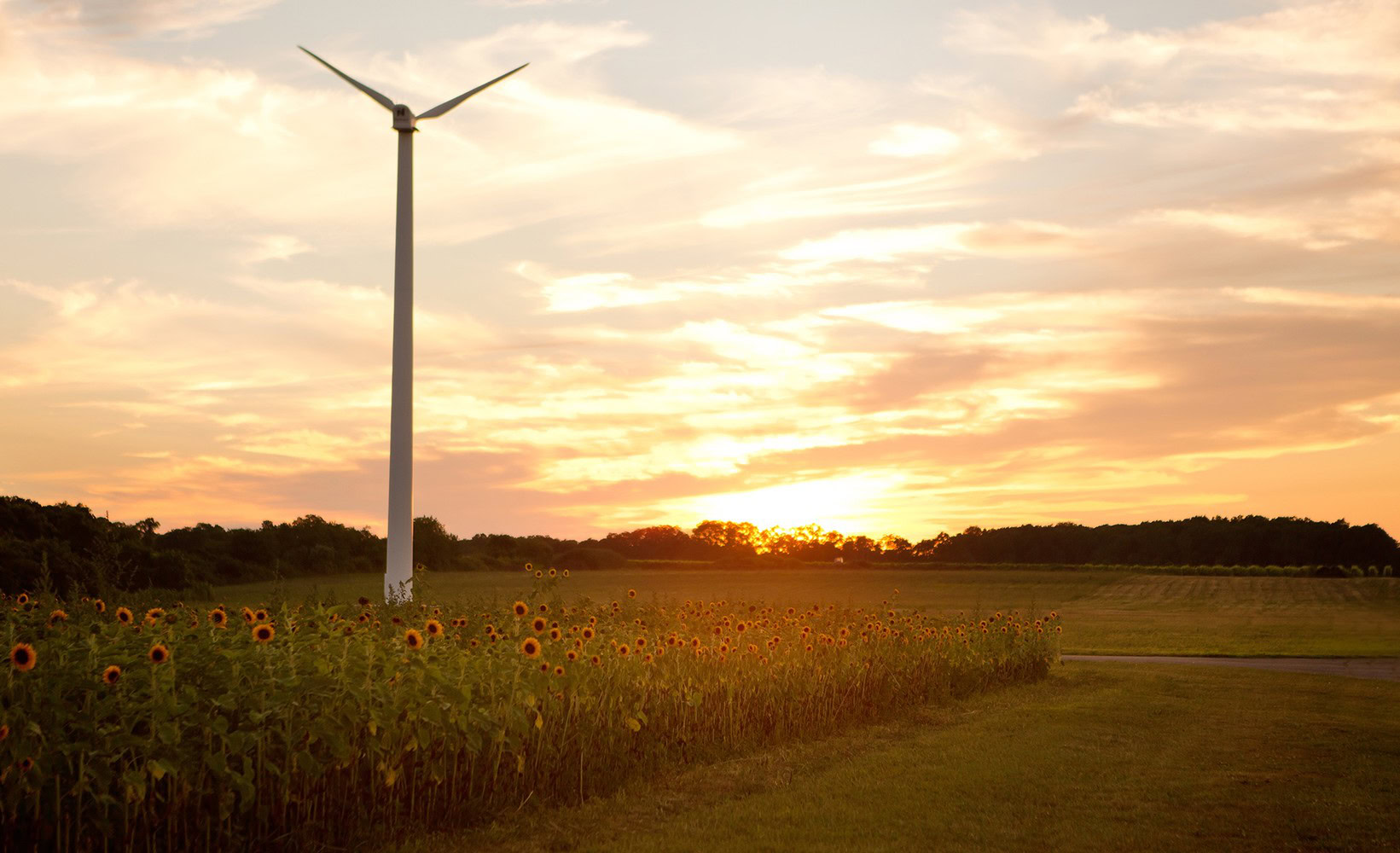 Wind turbine in a vineyard during sunset, showcasing sustainable winegrowing at Pindar Vineyards.