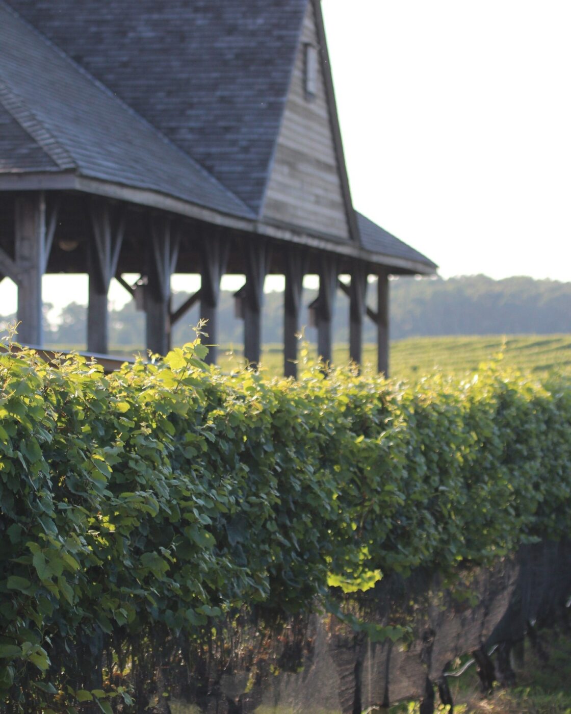 Vineyard with lush grapevines and a rustic winery building at Pindar Vineyards, showcasing premium w.
