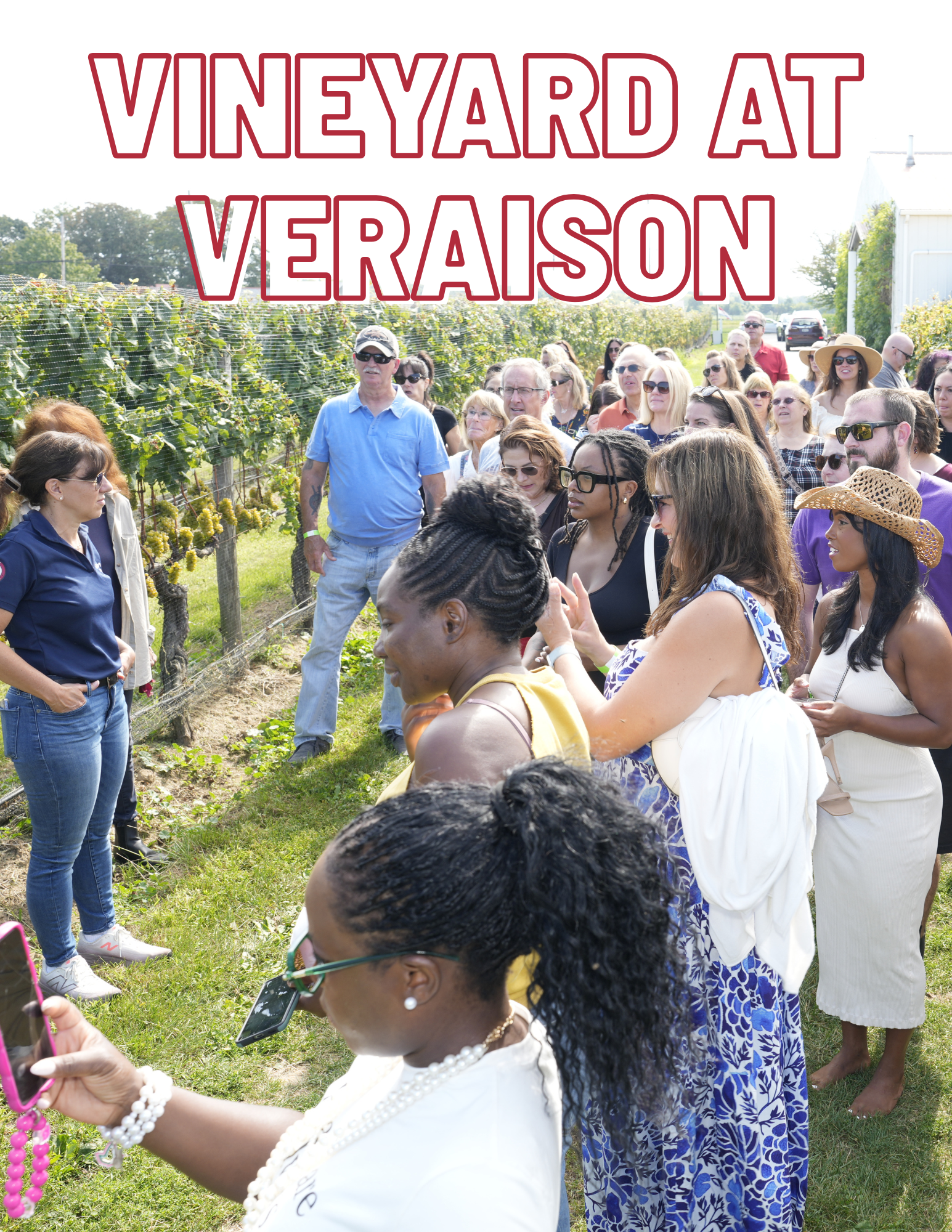 Vineyard at Veraison with a group of visitors enjoying a tour at Pindar Vineyards.